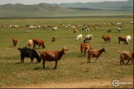 Livestock census conducted